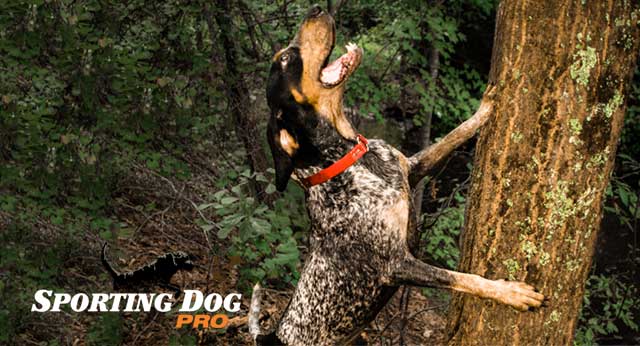 whats the best coon dog